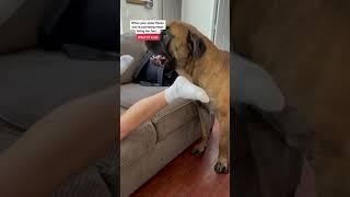 He Has A Secret Agenda... -  GIANT 200 Pound Puppy Days #dog #dogs #cutedog #funnydogs #shorts