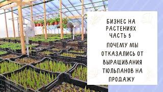 ПЛЮСЫ И МИНУСЫ ВЫРАЩИВАНИЯ ТЮЛЬПАНОВ НА ПРОДАЖУ!