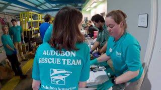 Care Team Nursing Critically Endangered Sea Turtles Back to Health