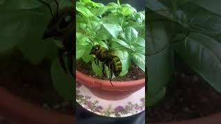 NATURE’S PESTICIDE FOR GNATS | BEE FRIENDLY  #gnats #pesticides #cinnamon