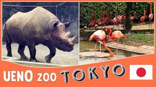 A Visit to the Ueno Park Zoo | Japan's oldest zoo | Tokyo Zoo | Travel Vlog