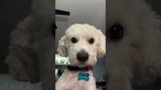 He can get away with his mess coz hes so cute #forkids #dog #malteseworld #maltipoo #doglover puppy