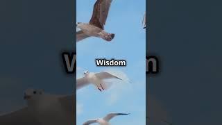 Meet Wisdom: The Oldest Wild Bird! 