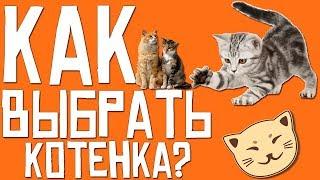 Как выбрать котенка? | Важные моменты при выборе котенка | Советы