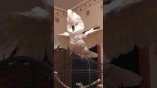 Cockatoo alba dancing, какаду альба танцует