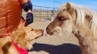 Sammie Kisses a Mini Pony!