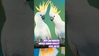 Why Can Parrots Imitate Human Voices? cool facts! #fyp#parrot#videoshort#animalshorts#viralvideo