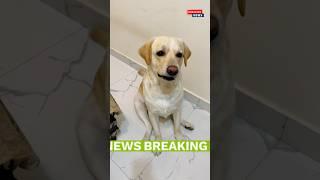 Breaking News  #yuvimicky #dog #labrador #shorts