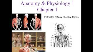 Chapter 1 Introduction to Anatomy and Physiology