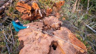 Old Growth Forests Under Threat on Northern Vancouver Island - 2023