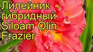 Лилейник гибридный Силоам Олин Фрейзер. Краткий обзор, описание hemerocallis Siloam Olin Frazier