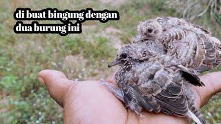 baru kali ini bingung dengan burung perkutut! mending bawa aja semua