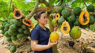 Harvest Papaya Garden & Flowers Goes to the market sell - Cooking Food For Pigs - Live With Nature