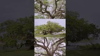 A colonial style wedding in Florida!