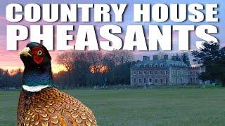 Country House Pheasants: Shaftesbury Estate