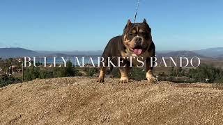 Bully Market’s Bando @ 9 1/2 months