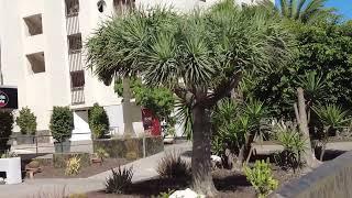 Playa del Inglés..Spaziergang..Avda de Tirajana