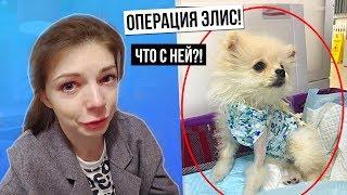 ОПЕРАЦИЯ СОБАЧКИ ЭЛИС НА СЕРДЦЕ | ЧТО С НЕЙ? ПОСЛЕ ОПЕРАЦИИ