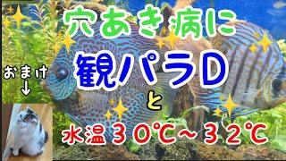 ディスカスとテトラの水草水槽#Part17 穴あき病治らず「観パラD」で治療しました果たして治るのか