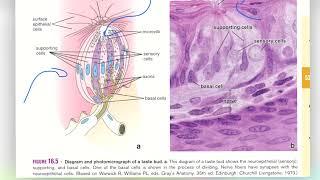 ПОЧЕМУ ИНФЕКЦИИ И САХАР ВЗАИМОСВЯЗАНЫ? #здоровье #biology #диабет #инфекции #cахар #Закурдаев