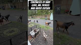 Chronicles of Baby Goat, Mr. Pickles Mad about Outside #babygoats #goats #shorts