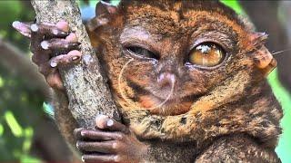 True Facts About The Tarsier