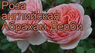 Роза парковая Абрахам Дерби (rose abraham darby)  обзор: как сажать, саженцы розы Абрахам Дерби