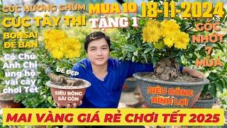 ANH TRÍ Giao Lưu Mai Vàng Giá Rẻ, Siêu Bông Bình Lợi, Siêu Bông Sài Gòn 10 Tặng 1 • THÀNH TRỌNG LÊ