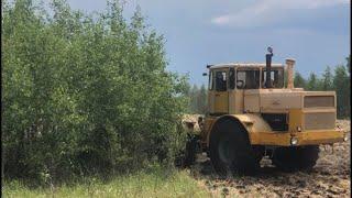 Разработка залежных земель. Трактор валит деревья. Трактор кировец!!!