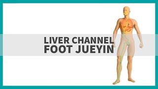 TCM Anatomy: The Liver Channel of Foot Jueyin