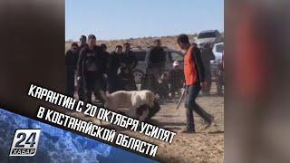 Установлен автор видео собачьих боев в Мангистау