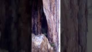 Охота на куницу капканный лов