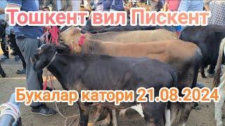 Тошкент вил Пискент Букалар Катори 21.08.2024