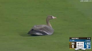 ANIMALS AT THE BALLPARK! Great animal moments but they get INCREDIBLY MORE AWESOME!