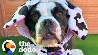 Shelter Pups Go Trick-Or-Treating | The Dodo