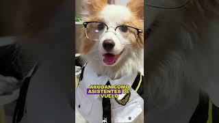 Pet-friendly flights #animals #Friendship #Us#dog
