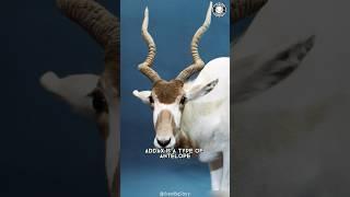 Addax  500 left: The Endangered Antelope!