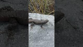 FRIENDLY ORNATE TREE LIZARD ON ANCIENT STONES BY ANCIENT RUINS #ancientruins #ornatetreelizard