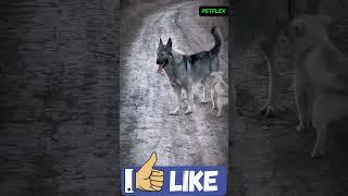 Puppy Romance Turns into Drama!  #funny #animals #cute #dog #puppy