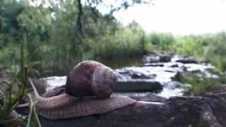 Time Lapse Snail - Compilation