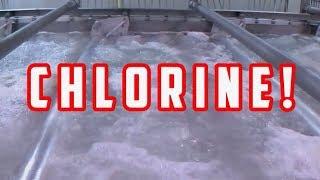 How to chlorinate a chicken - News Thing