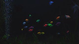 Beautiful Aquarium at Night | No Music | 10 Hour Sleep Sound | Full HD