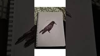 Drawing a Raven I took a picture of at the park | Traditional drawing | #Ravens #Traditionalart #Art