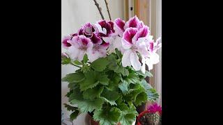 Пеларгония (геран) королевский Pelargoniya (geran) korolevskiy