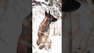 Для кого-то это просто собака, а для меня целая вселенная. #malinois #малинуа #собаки #красиво