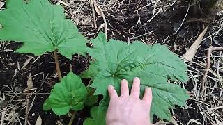 Rheum tanguticum, Chinese rhubarb.