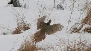 Birding Farmington Bay