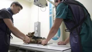 Mission Veterinary Clinic and Animal Emergency Hospital