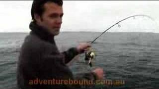 Adventure Bound - Giant Southern Calamari