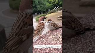 The cat brought a bird home to this family and then this happened #animalshorts #shortvideo